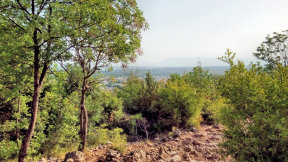 Obraz zawieraj�cy drzewo, zewn�trzne, trawa, ro�lina

Opis wygenerowany automatycznie