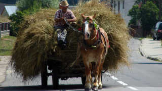 Obraz zawieraj�cy zewn�trzne, ko�, ssak, br�zowy

Opis wygenerowany automatycznie