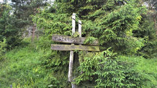 Obraz zawieraj�cy drzewo, zewn�trzne, trawa, ro�lina

Opis wygenerowany automatycznie