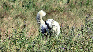 Obraz zawieraj�cy trawa, zewn�trzne, pole, stoj�ce

Opis wygenerowany automatycznie