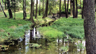 Obraz zawieraj�cy drzewo, trawa, zewn�trzne, ro�lina

Opis wygenerowany automatycznie