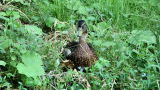 Obraz zawieraj�cy trawa, zewn�trzne, pole, zielony

Opis wygenerowany automatycznie