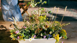 Obraz zawieraj�cy ro�lina, zewn�trzne, kwiat

Opis wygenerowany automatycznie