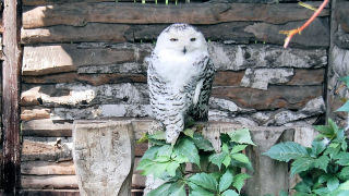 Obraz zawieraj�cy zewn�trzne, sowa, ptak drapie�ny, ptak

Opis wygenerowany automatycznie