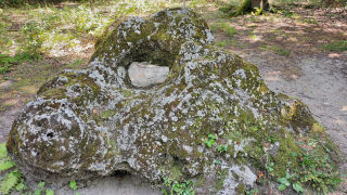 Obraz zawieraj�cy na wolnym powietrzu, trawa, ro�lina, Ro�liny nienaczyniowe

Zawarto�� wygenerowana przez AI mo�e by� niepoprawna.