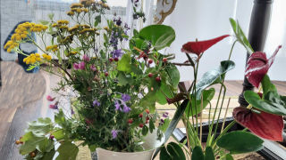 Obraz zawieraj�cy kwiat, ro�lina, Florystyka, ro�lina domowa

Zawarto�� wygenerowana przez AI mo�e by� niepoprawna.